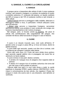 il sangue, il cuore e la circolazione