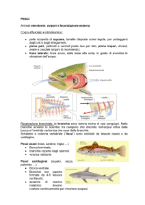 vertebrati