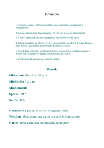 Il muscolo