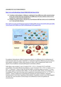 Gradiente elettrochimico.