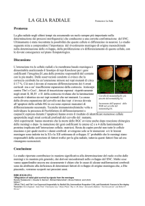 La glia radiale - mediciunisa.it