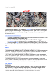Lavanda - Liceo Daniele Crespi
