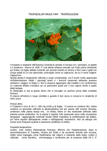 Tropaeolum Majus