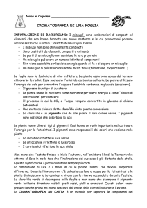 Cromatografia di una foglia