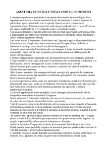 anestesia epidurale negli animali domestici