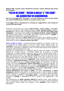 "testa di leone"."occhi a bolla" e "tre code" ad
