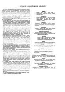 i livelli di organizzazione
