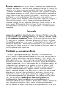 Apparato respiratorio L