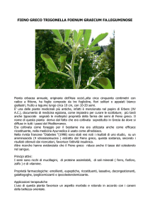 fieno greco trigonella foenum graecum fa