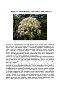 Angelica Archangelica Officinalis