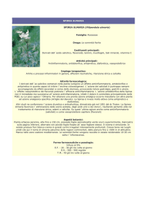 spirea ulmaria - Farmacia S. Antonio – Brescia