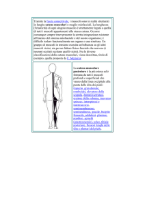 fasce File