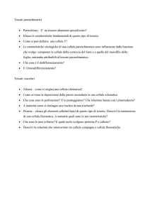 tessuti parenchimatici e vascolari