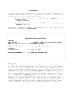 Citoscheletro