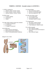 Verifica - RioloWeb