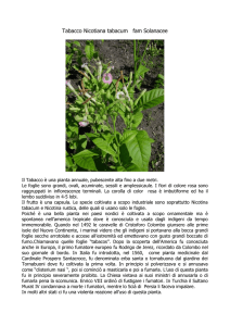 Tabacco Nicotiana tabaccum fam Solanacee