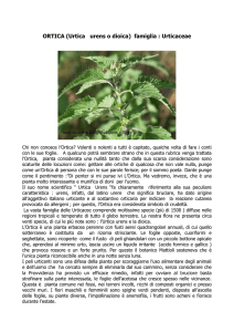 ortica - di Carolina Bosco