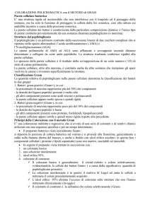 COLORAZIONE POLICROMATICA con il METODO di GRAM