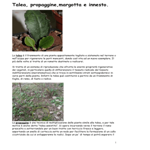 Talea, propaggine, margotta e innesto