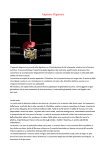Apparato Digerente L`apparato digerente provvede alla digestione e