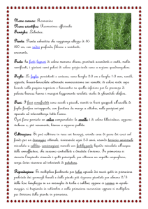 Rosmarino