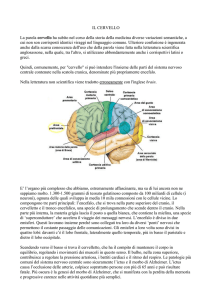 IL CERVELLO