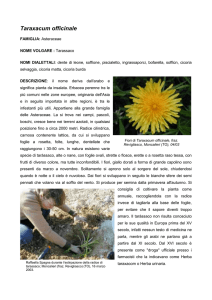 Taraxacum officinale