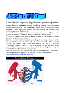 apparato circolatorio