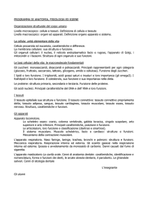 Organizzazione strutturale del corpo umano