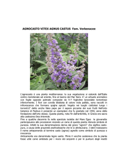AGNOCASTO VITEX AGNUS CASTUS Fam. Verbenacee L