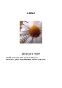 IL FIORE