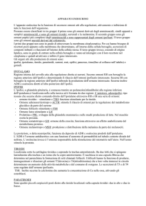 apparato endocrino - Radiologia Cremona