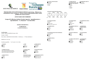 Albicocco faccia russa - Germoplasma Parco dei Nebrodi