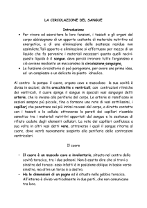 Il sangue scorre in tutto il corpo attraverso i vasi sanguigni cui si
