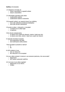 questionario