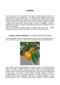 Agrumi - di Carolina Bosco