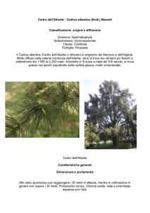 Cedro dell`Atlante - Digilander