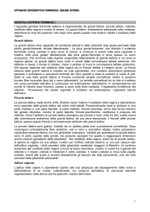 genitali esterni femminili