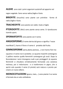 ALGHE sono stati i primi organismi autotrofi ad apparire nel regno