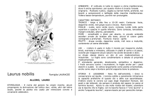 Laurus nobilis Famiglia LAURACEE ALLORO, LAURO
