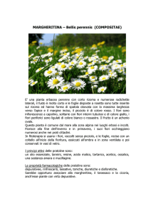 MARGHERITINA – Bellis perennis (COMPOSITAE)