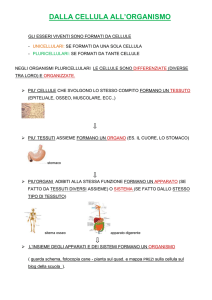 dalla cellula all`organismo, corpo umano, sistema scheletrico