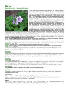 Malva Malva Sylvestris - Famiglia Malvacee Il nome Malva deriva