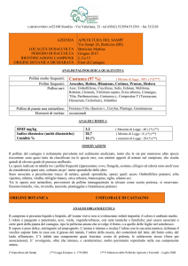 miele di castagno - Apicoltura del Sampí