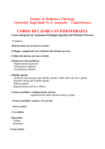 neuroanatomia - Scuola di Medicina e Scienze della Salute