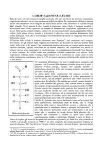 la respirazione cellulare