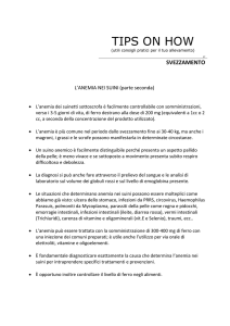 L`anemia nei suini