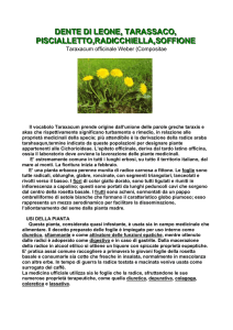 tarassaco - Riserva Naturale Monte Serra di Sotto