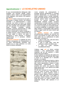lo scheletro umano