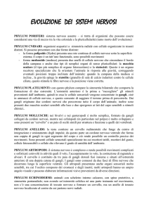 Evoluzione dei sistemi nervosi
